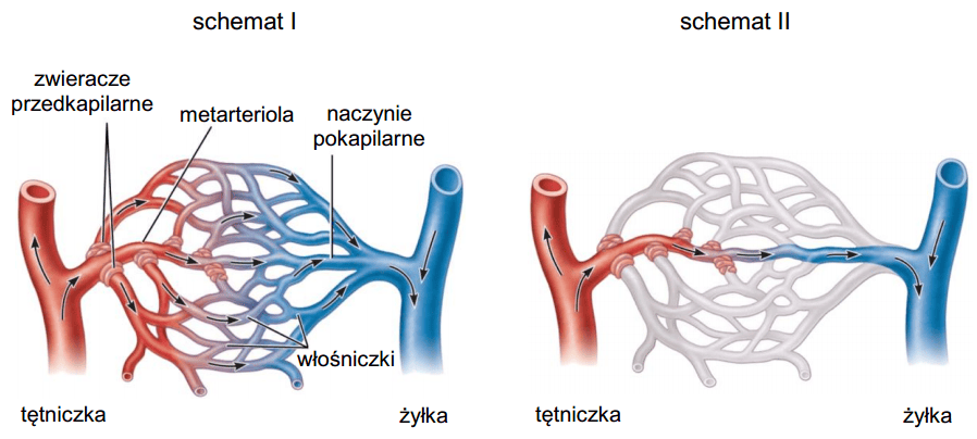 Diagram przedstawiający naczynia krwionośne, gdzie jedne są rozszerzone (zdrowe) a drugie gwałtownie zwężone (wazokonstrykcja) z dymem z e-papierosa.