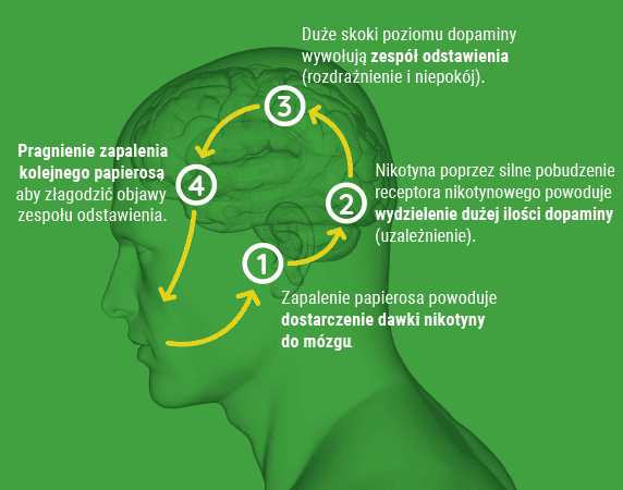 Schemat lub infografika przedstawiająca błyskawiczną drogę nikotyny z płuc do mózgu, z wyróżnieniem aktywacji ośrodka nagrody w mózgu po inhalacji soli nikotynowej.