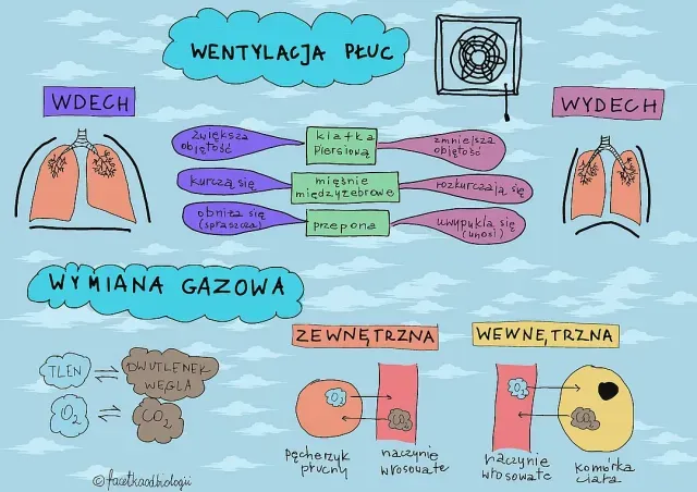 Schematyczne przedstawienie ludzkich płuc i układu trawiennego, z pytaniem o ich odrębne funkcje w kontekście przyswajania kalorii.