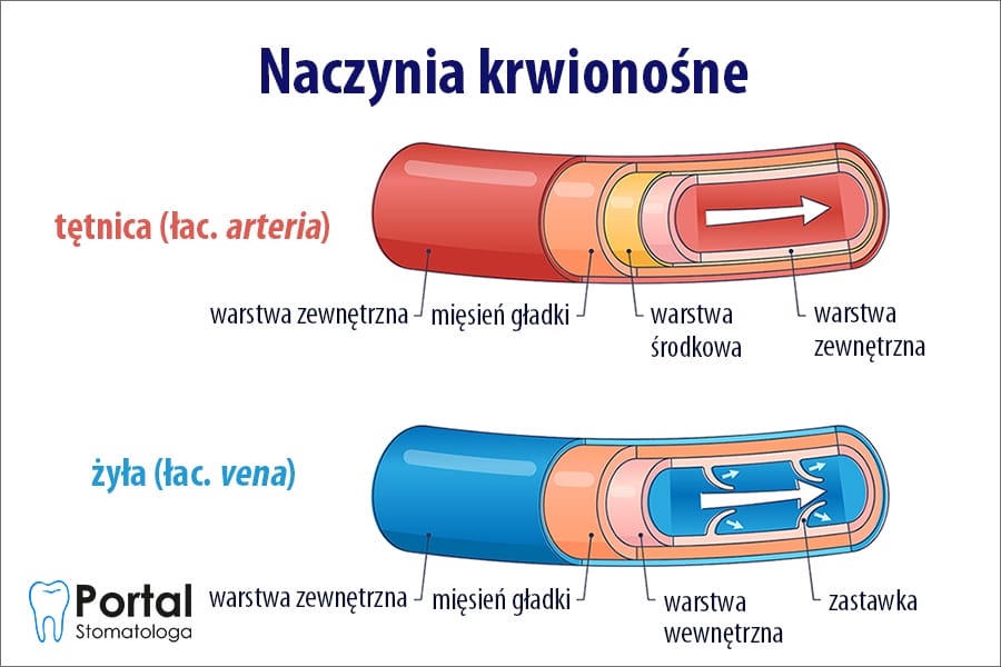 Schemat anatomiczny lub grafika przedstawiająca zwężenie naczyń krwionośnych i jego wpływ na gruczoły ślinowe w wyniku działania nikotyny.